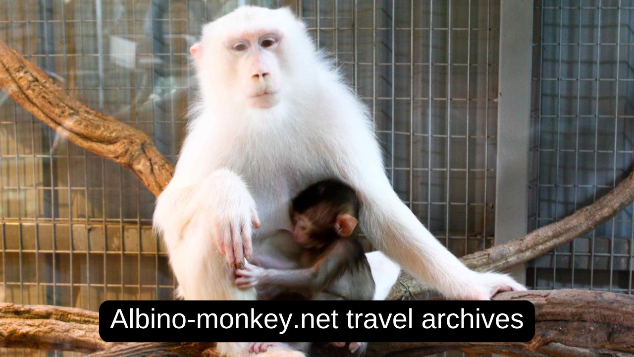 Albino-monkey.net travel archives